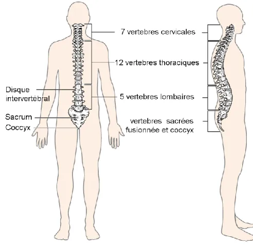Figure 2-1 : Vue latérale de la colonne vertébrale. 