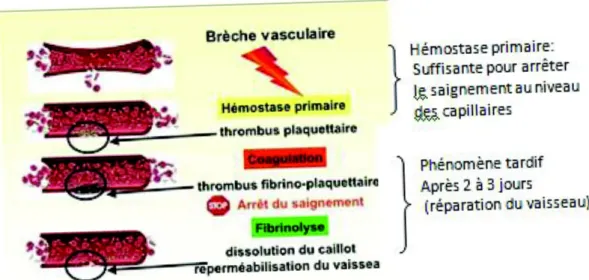 Figure 1: Les trois temps de l'hémostase