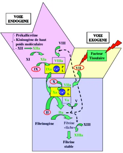 Figure 2: la cascade de la coagulation