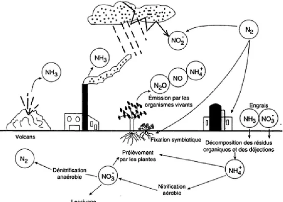 Figure 1. Schéma le cycle de l'azote dans le sol (Morot-Gaudry 1997)  