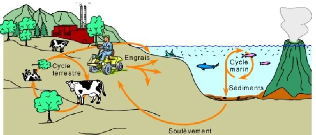 Figure 2. Cycle du phosphore (Bourque, 1997-2004). 