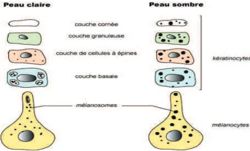 Figure 9 : Schéma comparatif de la mélanisation sur peau clair et peau  sombre [59] 