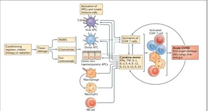 Figure 5. Physiopathologie de la GvHD aiguë . 