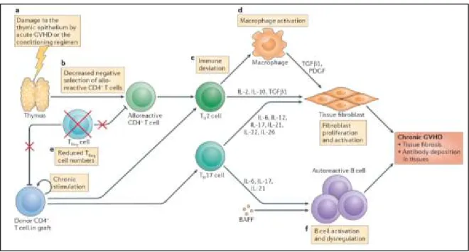 Figure 6. Physiopathologie de la GvHD chronique. 