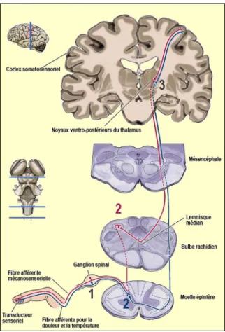 Figure 2 : Les voies de la douleur - de la périphérie au cortex (Dubuc, 2002). 