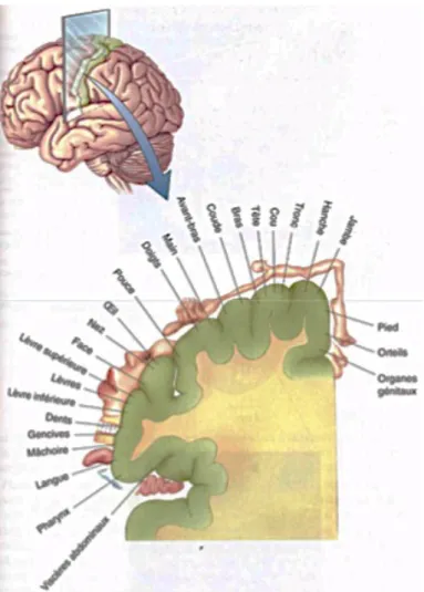 Figure 19 : Représentation corticale des différentes parties du corps dans le cortex  somatosensoriel à partir de l'homonculus de Penfield