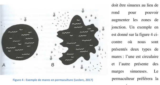 Figure 4 : Exemple de mares en permaculture (Leclerc, 2017) 