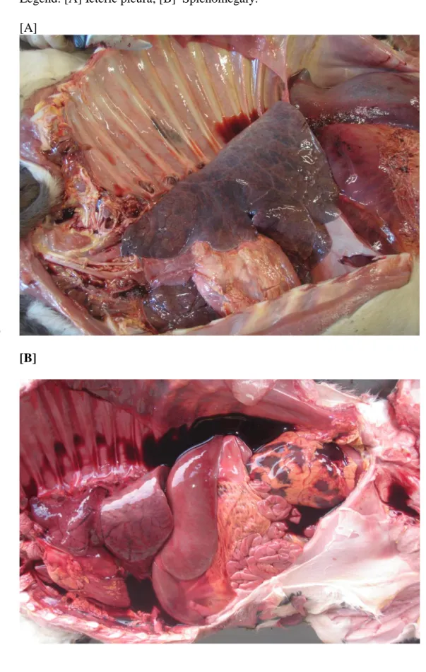 Figure 2. Bovine aborted fetuses of 9 month old with jaundice (pleura) and splenomegaly  106 