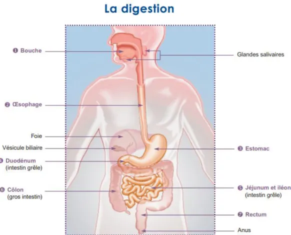 Figure 4: L'appareil digestif    (HAS 2009) 