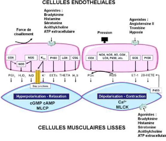 Figure 1.3 - Interaction entre l’endothélium et le muscle lisse dans la contraction/relaxation vasculaire 