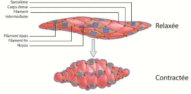 Figure 1.4 - Contraction de la cellule musculaire lisse 