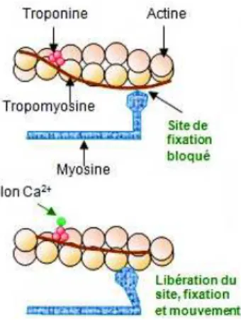 Figure 6 : Action du complexe tropomyosine-troponine sur le site de fixation (10) 