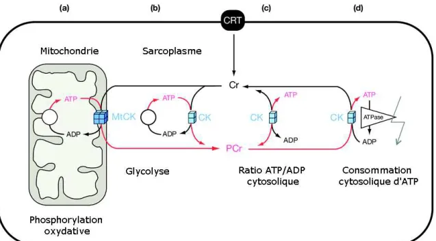 Figure 12 : Action des créatine-kinases (15) 