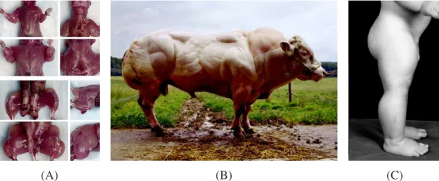 Figure 15 : Conséquences phénotypiques d’un déficit d’action de la myostatine chez des  souris (A), un bovin (B) et un enfant (C) 