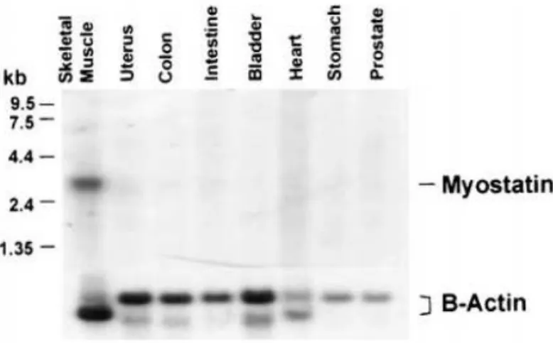 Figure 16 : Présence de l’ARNm de la myostatine dans différents organes humains (30) 