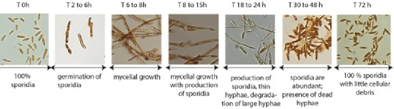 Figure 1: Characterization of Pseudozyma flocculosa in culture condition. Growth and  developmental phases of P