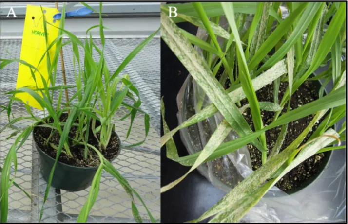 Figure 2: Development of powdery mildew disease on barley plants. (a) Two week‐