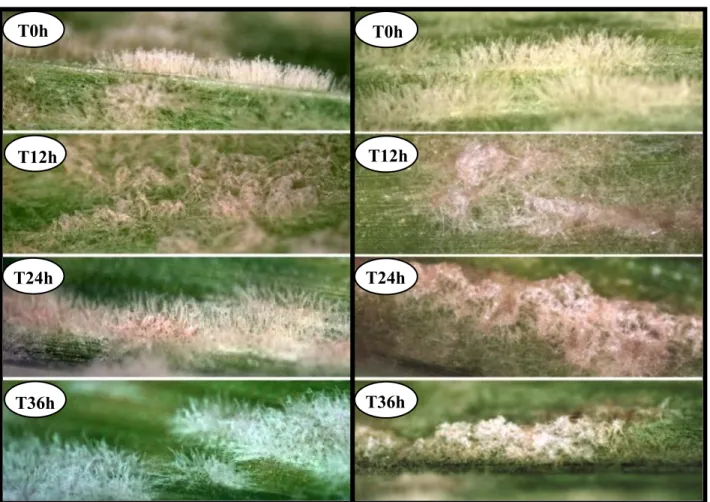 Figure 3: Antagonism of Pseudozyma flocculosa on barley powdery mildew colonies  over time