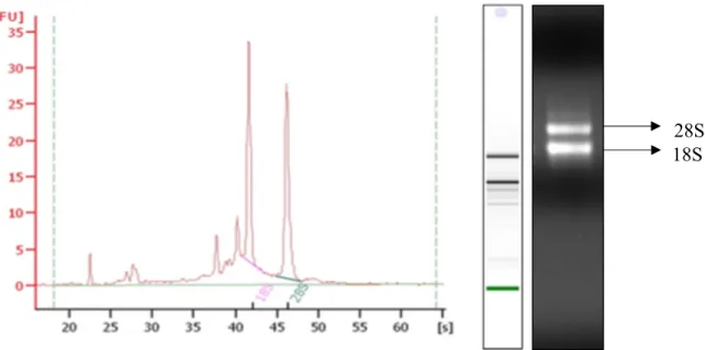 Figure  5.  Total  RNA  isolation  from  barley  leaf  samples  and  integrity  check  using  bioanalyser