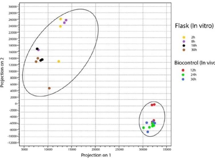 Figure  6  a.  Principal  Component  Analysis  (PCA)  of  P.  flocculosa  samples  grown  in  vitro and in vivo
