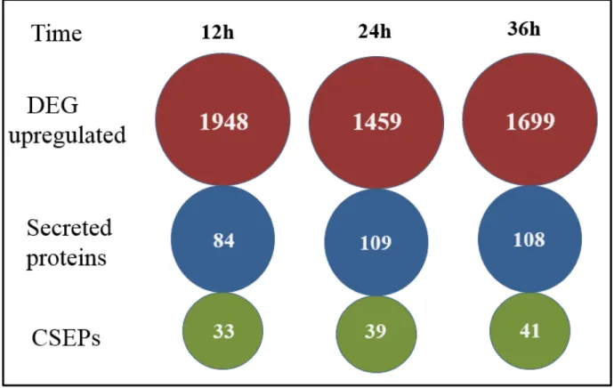 Figure 10. Upregulation of effector candidates at different time points. Upregulation  of  candidate  secreted  effector  proteins  (CSEPs)  in  Pseudozyma  flocculosa  in  biological 