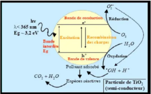 Figure 2 : Schéma du processus de photocatalyse sur une particule de TiO 2  (Chergui–