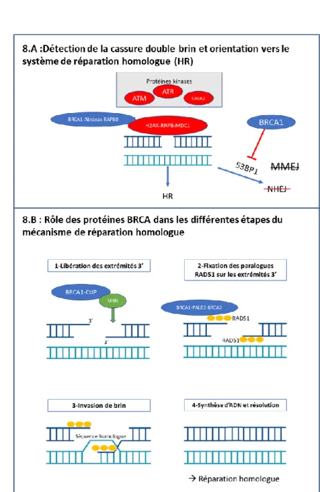 Figure 8 : Fonctionnement du système de réparation homologue et rôle des protéines BRCA 