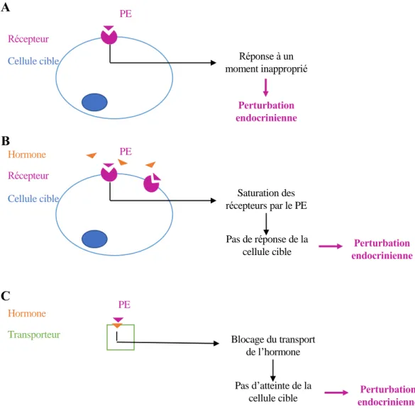 Figure  7 :  Mécanismes  d’action  des  PE.  (A)  Action  hormono-mimétique  du  PE.  (B)  Action  antagoniste du PE