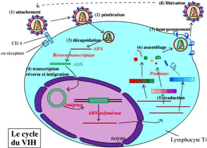 Figure 3 : Cycle de réplication du VIH (source : https://planet- https://planet-vie.ens.fr/thematiques/sante/le-virus-du-sida)