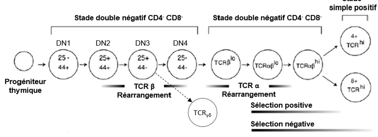 Figure 2 : Schéma simplifié du développement des lymphocytes TCR αβ dans le thymus (adapté  d’après [8,10]) 