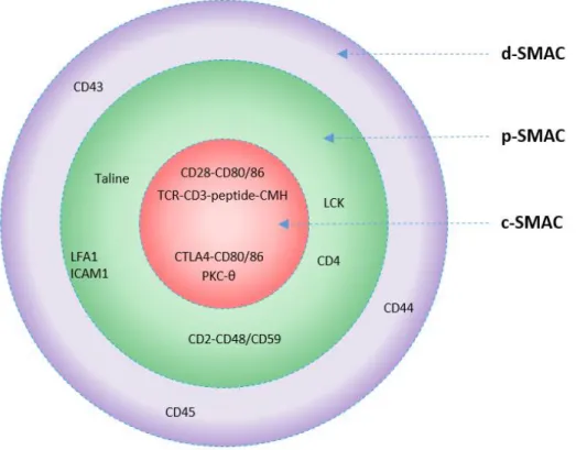 Figure 3 : Organisation de la synapse immunologique, phénomène dynamique (fin d’interaction)  (adapté d’après [16]) 