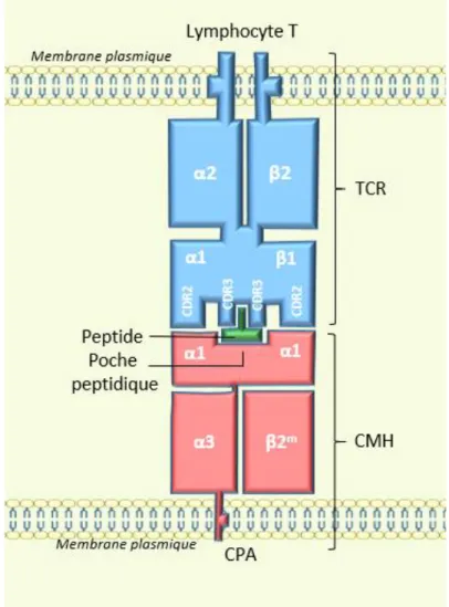 Figure 4 : Structure du TCR et liaison au complexe CMH/peptide (d’après [5]) 