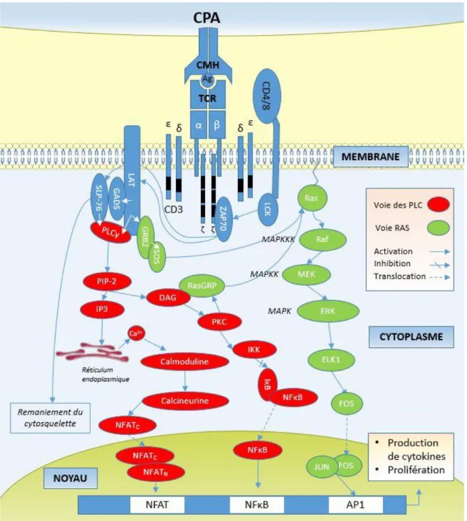 Figure  5  :  Voies de signalisations induites par l’activation du TCR menant à la production de  cytokines et à la prolifération cellulaire (adapté d’après [27]) 