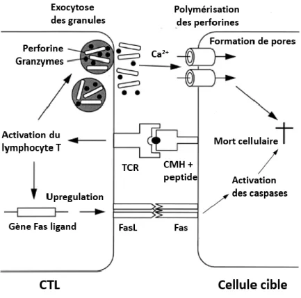 Figure 10 : Principaux mécanismes de cytotoxicité des lymphocytes T CD8, adapté d’après [74]) 