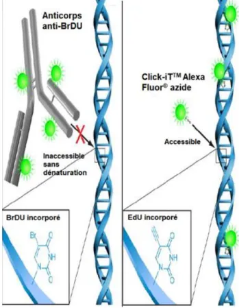 Figure 11 : Détection de l’EdU par l’AlexaFluor azide et détection du BrdU avec un anti-BrDU