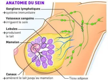 Figure 1 : l’anatomie du sein. Source : Fondation pour la Recherche Médicale 