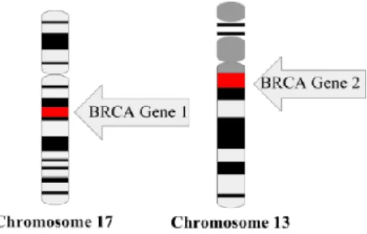 Figure 3 : Les gènes BRCA, rôle dans la régulation cellulaire 