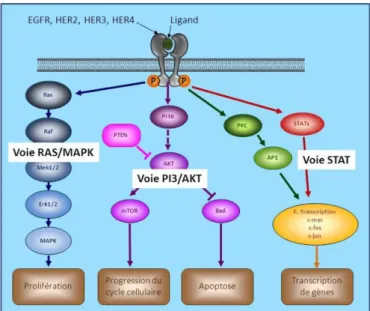 Figure 11 : Les mutations HER2. Source : Mutations activatrices de HER2 et oncogenèse : des mécanismes biologiques aux enjeux  thérapeutiques ; Christophe LOUVET, Sarah WATSON