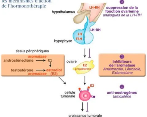 Figure 12 : Les mécanismes d’action de l’hormonothérapie. Source : InfoCancer 