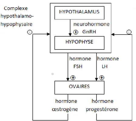Figure 13 : Synthèse hormonale par l’hypothalamus. 
