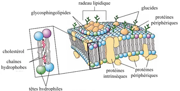 Figure 1.2  Membranes cellulaires selon le modèle de la mosaïque fluide 5,6     