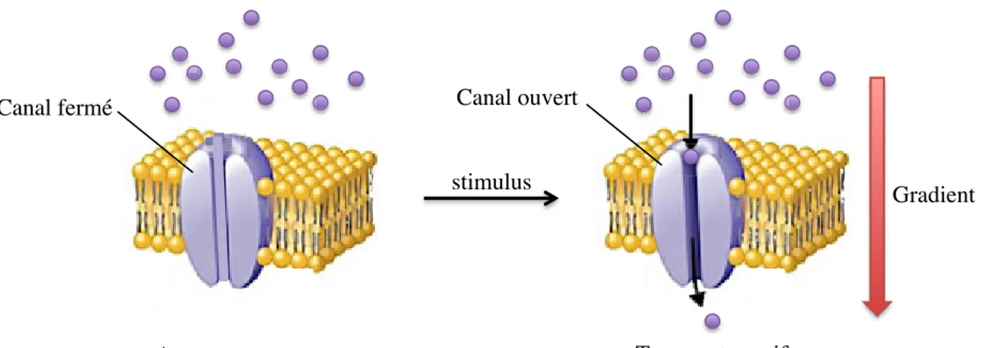 Figure 1.6  Protéine-canal fermée (à gauche) et ouverte (à droite) permettant le transport  membranaire passif d’espèces moléculaires et ioniques 25