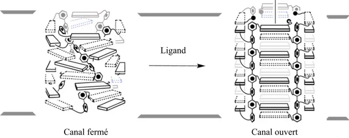 Figure 2.8 22 Passage de la conformation « en escalier » à celle en baril  