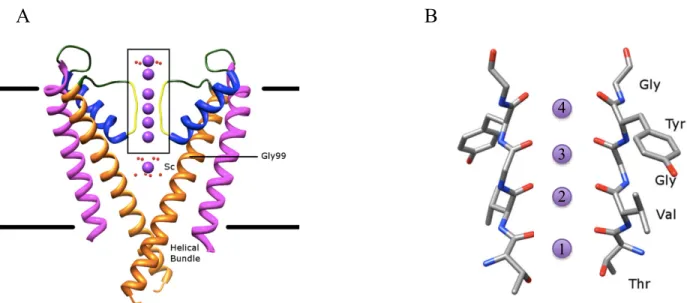 Figure 2.13 27 Structure de deux unités du tétramère de la protéine KcsA (A) et zoom sur les  quatre sites de liaison du filtre sélectif (B)    