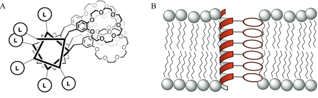 Figure 2.16 30 Projection de l’hélice illustrant le caractère amphiphile et l’alignement des EC  (A) et représentation du canal monomoléculaire de Voyer en présence de membranes (B) 