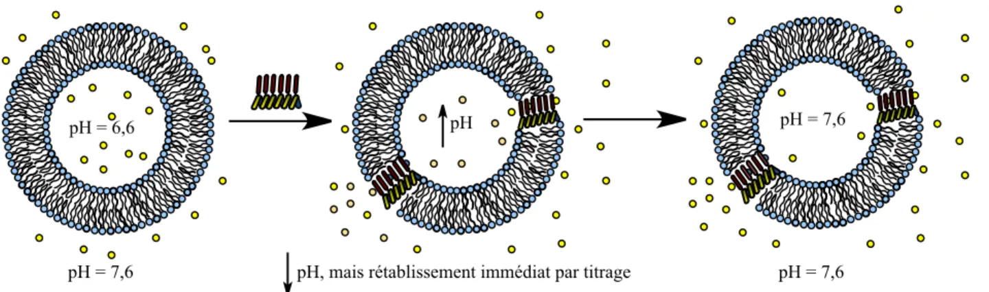 Figure 2.21 35 Principe du pH-stat pour évaluer le transport membranaire                                                                                                                                                                          