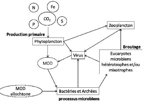 Figure  1-3.  Processus  microbiens  tels  que  ayant  lieu  dans  les  mares  de  fontes  du  pergélisol