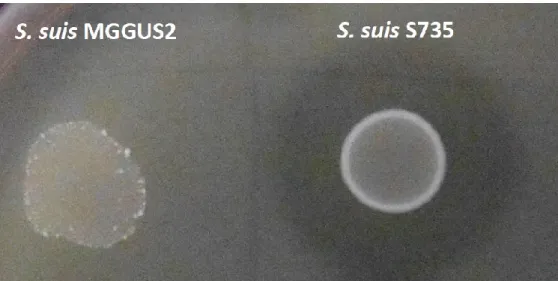 Figure 6. Hyaluronate lyase activity of S. suis MGGUS2 (HylA -, left) and S. suis S735 (HylA  +, right), as determined using the plate assay