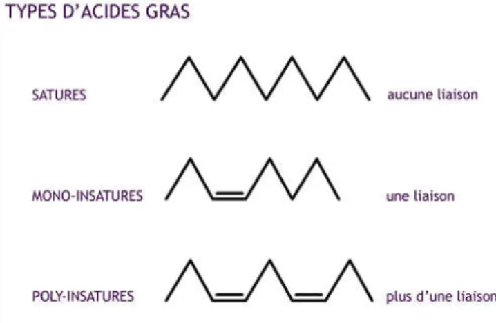 Figure 2 : Structures chimiques des différents types d'acides gras. 