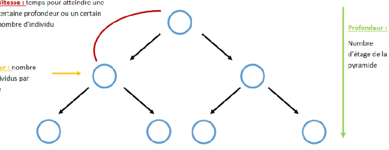 Figure 3 : Schéma d'une cascade de transmission d'information. 